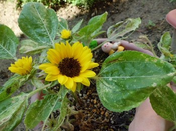 t2015.7.24 1.jpg